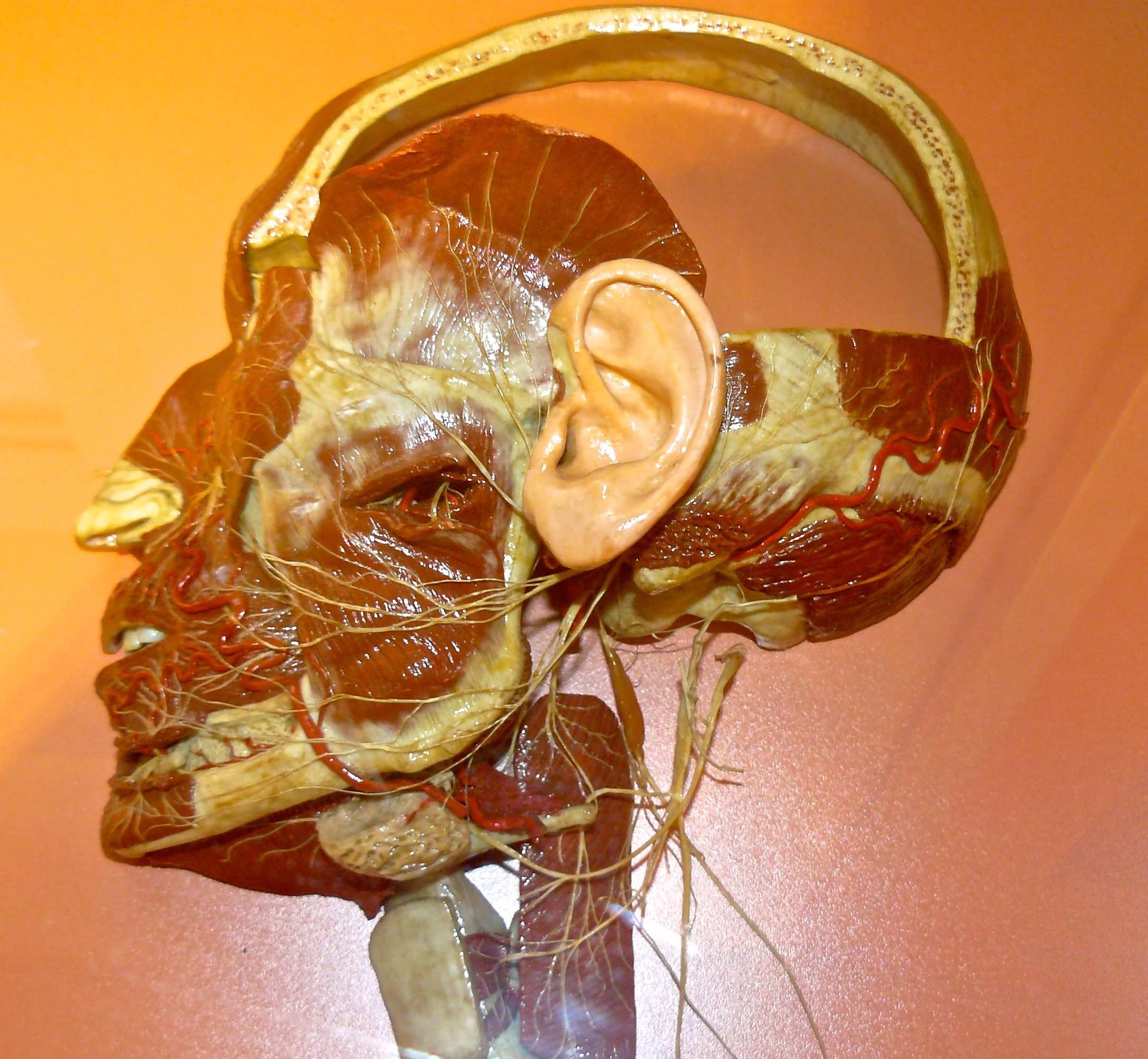 Wax Model 2.jpg